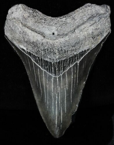 Serrated, Lower Megalodon Tooth - Georgia #58083